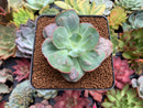 Echeveria Frill sp. 2" Succulent Plant