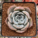 Echeveria 'Rastin' 2" Succulent Plant