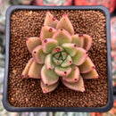 Echeveria Agavoides 'Star of Seoul' 1"-2" New Hybrid Succulent Plant