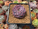 Echeveria 'Red Sunset' New Hybrid 2" Succulent Plant