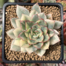 Echeveria 'Esther' Variegated 3" Succulent Plant