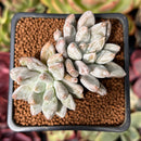 Echeveria 'Tolimanensis' 2" Cluster Succulent Plant