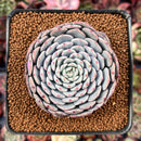 Echeveria 'Tamarine' 2"-3" New Hybrid Succulent Plant