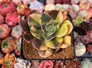 Echeveria 'Blue Metal' Variegated 3" Succulent Plant