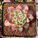 Echeveria 'Dracula' Crested 2" Succulent Plant