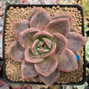 Echeveria Agavoides 'Baekya' 3" Succulent Plant
