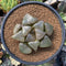 Haworthia Comptoniana 'Stained glass' 3" Succulent Plant