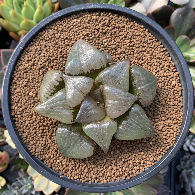 haworthia glass succulent Haworthia Comptoniana 'Stained glass' 3" Succulent Plant – True Succulents Plant Co