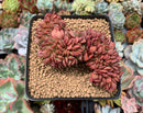 Echeveria Agavoides 'Red Crows' Crested 3" Succulent Plant