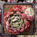 Echeveria 'Primera' 2" Cluster Succulent Plant