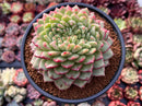 Echeveria Agavoides 'Siren' Crested 5" Succulent Plant