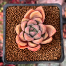 Echeveria 'Mezzoglam' Seed-grown Hybrid 1"-2" Succulent Plant