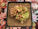 Echeveria Agavoides Crested 3" Succulent Plant