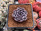 Echeveria 'Wiz Beauty' 1" New Hybrid Succulent Plant