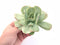 Echeveria ‘Mocha’ Variegated Large Cutting 5" Rare Succulent Plant