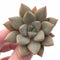 Echeveria Angel Star 2" Rare Succulent Plant