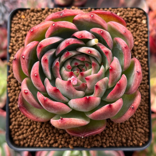 Echeveria Agavoides 'Deep Red' 3" New Hybrid Succulent Plant