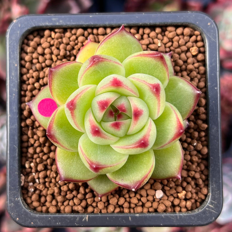 moonstone succulent Echeveria 'Moonstone' 1" Succulent Plant – True Succulents Plant Co