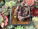 Echeveria Agavoides 'Magic Plot' 1" Succulent Plant