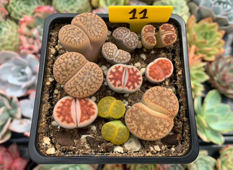 Collection of Lithops 2