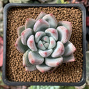 Echeveria 'Matilda' 1" New Hybrid Succulent Plant