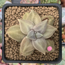 Echeveria 'Xichuensis' 2" Succulent Plant