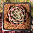 Echeveria 'Baekya' 2" Succulent Plant