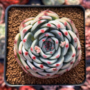 Echeveria 'Chihuahuaensis' 2"-3" Succulent Plant