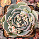 Echeveria 'Teirosa' 3"-4" Succulent Plant