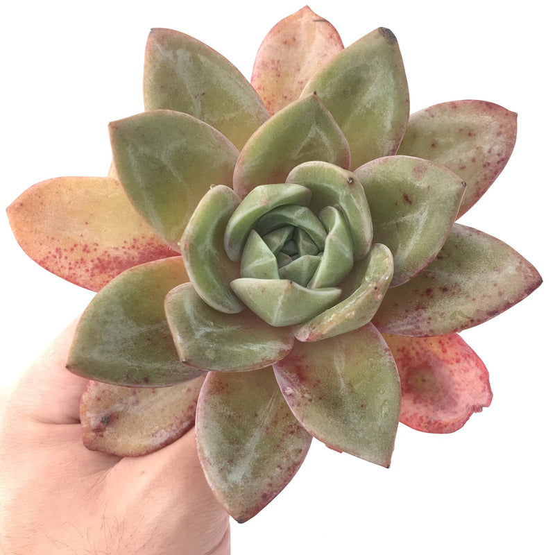 succulent german Echeveria 'German Champaign' 5" Large Succulent Plant