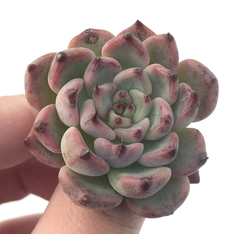 succulent cherry Echeveria 'Cherry Blossom Ending' 1" New Hybrid Succulent Plant
