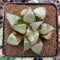 Haworthia Comptoniana 'Ryumun' 3" Succulent Plant