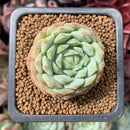 Echeveria 'Ruby Princess' 1" Succulent Plant
