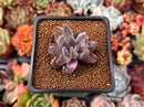 Echeveria 'Unguiculata' 1" Succulent Plant