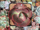 Echeveria 'Big Red' Hybrid 3" Succulent Plant