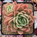 Echeveria Agavoides 'Raja' 4" Cluster Succulent Plant