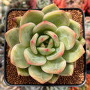 Echeveria 'Rainbow Charlotte' 2"-3" Succulent Plant