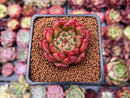 Echeveria Agavoides 'Red Wine' 1" Succulent Plant