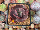 Echeveria 'Blue Metal' Non-Variegated 3" Succulent Plant