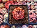 Echeveria 'Spicy' 2" Succulent Plant