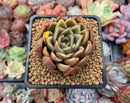 Echeveria Agavoides 'Walshire' 2"-3" Succulent Plant