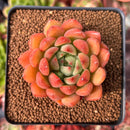 Echeveria 'Raymus' 2" Succulent Plant