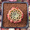 Echeveria Agavoides 'Sarabony' 1" (Seed Grown) Succulent Plant