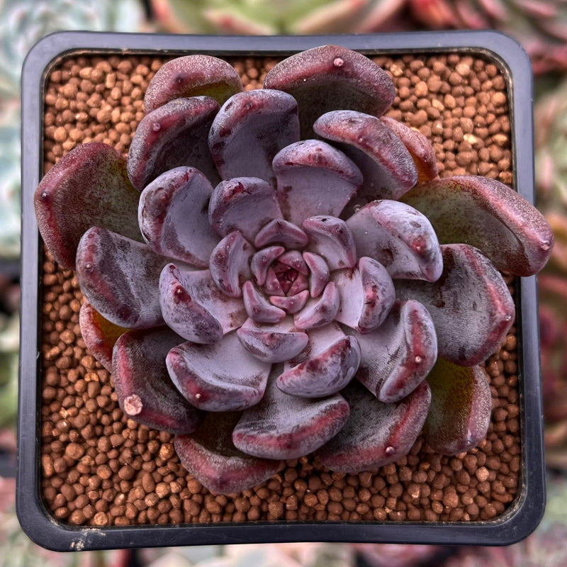 Echeveria 'Purple Zaragoza' 2" Succulent Plant  True Succulents Plant Co.