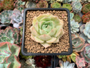 Echeveria 'Fun Queen' 2" Succulent Plant
