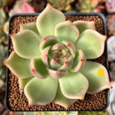 Echeveria Agavoides 'Miss A' 2"-3" Succulent Plant