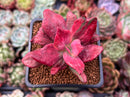 Echeveria 'Diamond State' Variegated 2" Succulent Plant