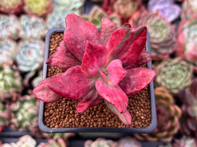 pink diamond succulent Echeveria 'Diamond State' Variegated 2" Succulent Plant