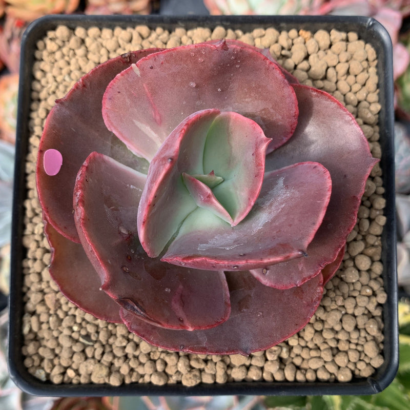 big echeveria succulent Echeveria 'Big Red' Hybrid 3" Succulent Plant – True Succulents Plant Co