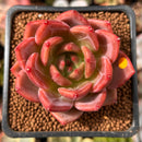 Echeveria 'Sharman' 2" Succulent Plant